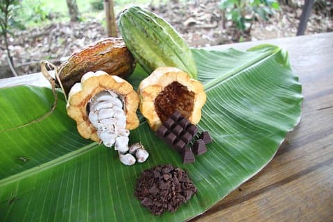 Organisk chokoladetur