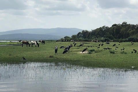 Addis City Tour + Bishoftu Crater Lakes Excursions