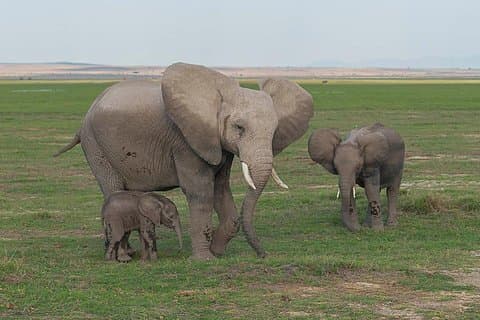 3 dage Tsavo Øst, Taita Hills Saltlick og Amboseli Kenya Safari