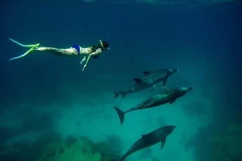 Dolphin house trip in hurghada