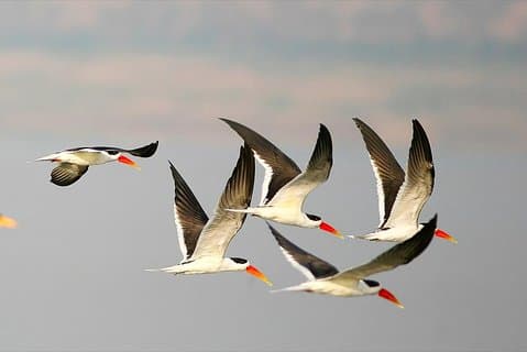 Golden Triangle Tour With Chambal Safari