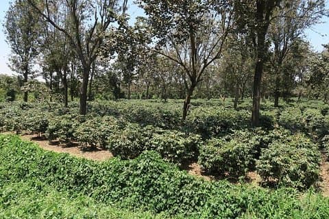 Besuchen Sie die Arusha Coffee Plantation Day Tour