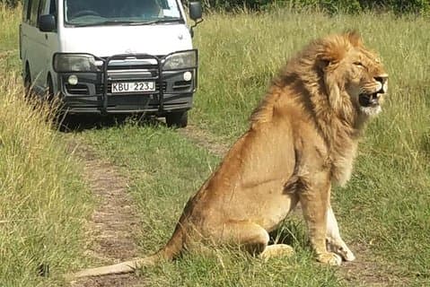 3 dage Masai Mara wildebeest Migration Budget Safari