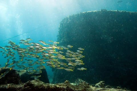 Snorkeling Tour