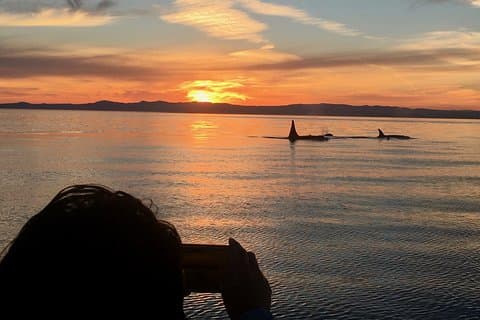 Croisière d’observation des baleines au coucher du soleil à Victoria
