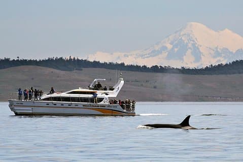 Croisière d'observation des baleines et des animaux à Victoria