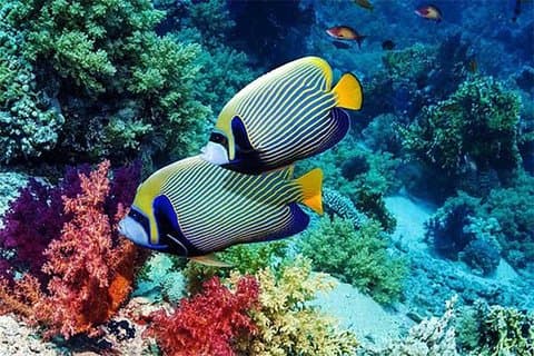 All Ticket Inclusive-Blue Lagoon Snorkeling-Ubud Monkey Forest & Ubud Waterfall