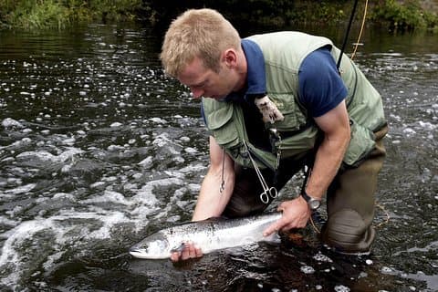 Pesca do salmão atlântico e da truta de mar. Rio Erriff, Mayo. Ghillie de língua francesa.