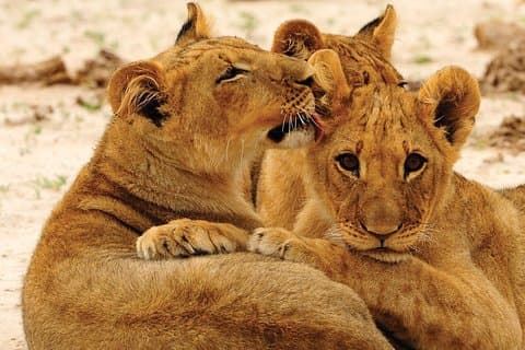 Ganztägige Safari im Hwange-Nationalpark