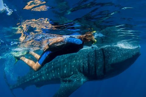 En livstidsupplevelse: Snorkeltur med valhaj