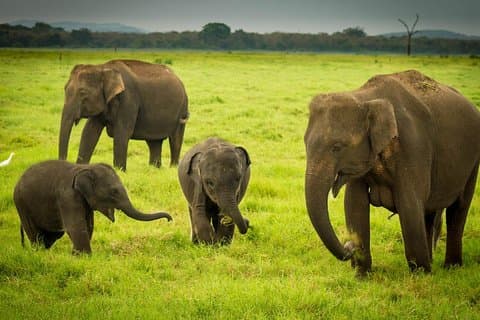 Udawalawe Jeep Safari de Kalutara