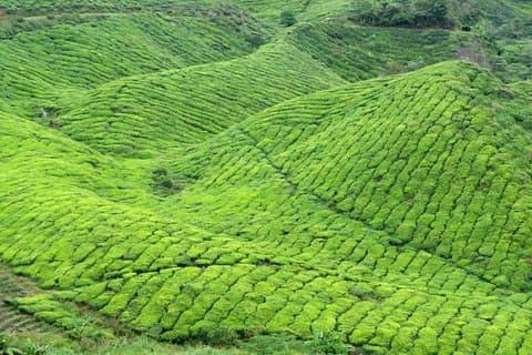 Motorista: Transferência de Kuala Lumpur para Cameron Highlands [Carro]
