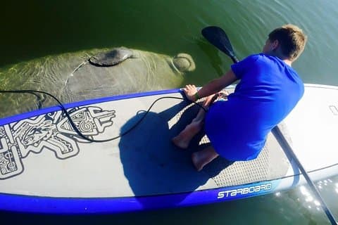 Paddle Board of Kayak Eco Dolphin Manatee Tour