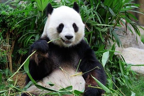 Privat Chongqing-dagstur: Panda, E'ling Park, Three Gorges Museum