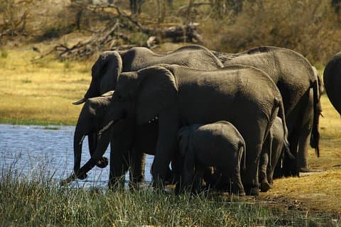 Tour de 5 días a las cataratas Victoria y el Parque Nacional Hwange con safari