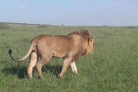 4 dias gnus migração orçamento Safari Masai Mara