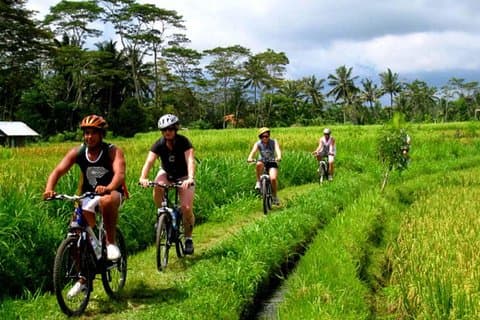 Rice Paddy Cycling Tour