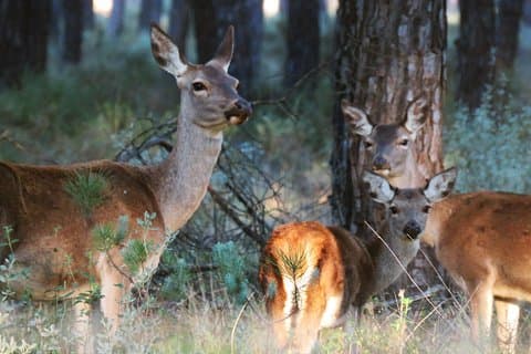 ドニャーナ国立公園とエル・ロシオ：セビリア発のプライベートツアー