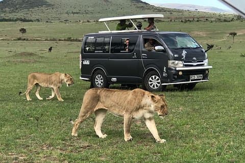 3 dager eventyrlystne Maasai Mara Budget Group Safari