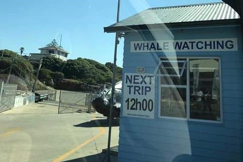Walbeobachtung in Hermanus