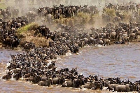 3 Days Masai Mara By Flight from Mombasa/Diani (min 2 Pax)