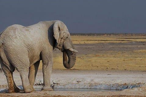 06 Days Etosha, Swakopmund and Sossusvlei | Guided Lodge