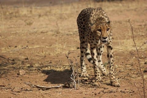 12 Days Guided Namibia In Plus | Guided Lodge