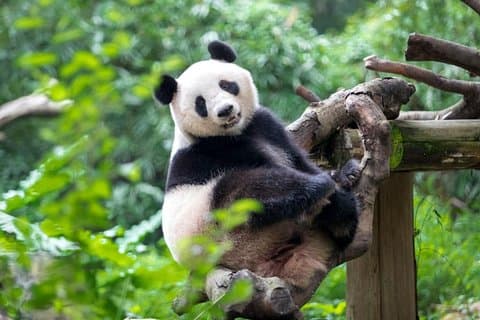Transfert privé entre Guangzhou Chimelong Safari Park et le centre-ville