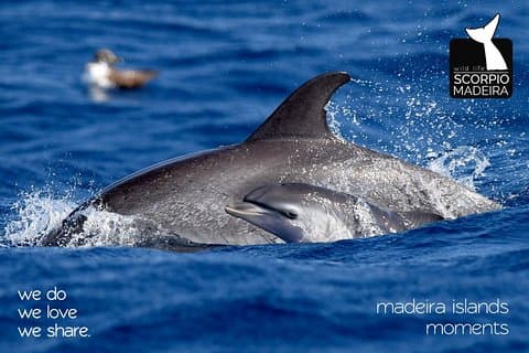 Gita in barca di Whale & Dolphin Watching