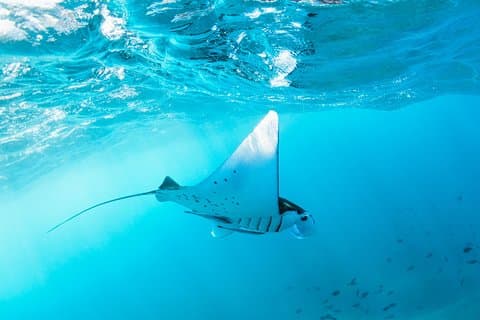 West Nusa Penida & Schnorcheln Private Ganztagestour