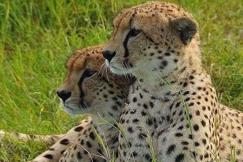 4 timmar Nairobi National Park