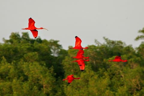 Sunset Boat Tour in Caroni Wetlands