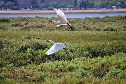 2-hour Bird Watching Guided Boat Trip in Ria Formosa from Faro Algarve