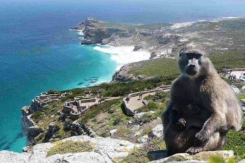 Excursión de un día completo a la península del Cabo en coche privado