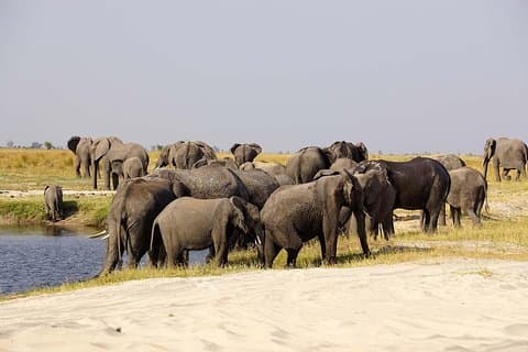 Chobe Extended Day Trip: Von Victoria Falls