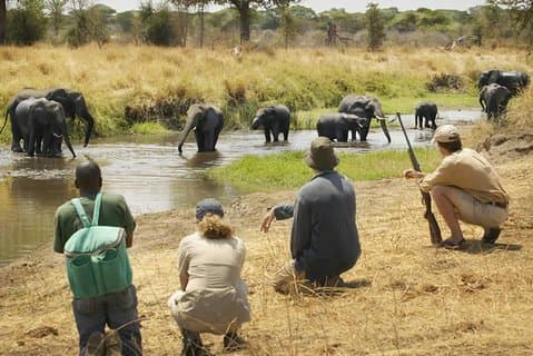 Tre dage Mikumi National Park, game drive og vandresafari inde i parken
