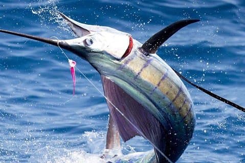深海釣り（ストリートフードとビールを含む）