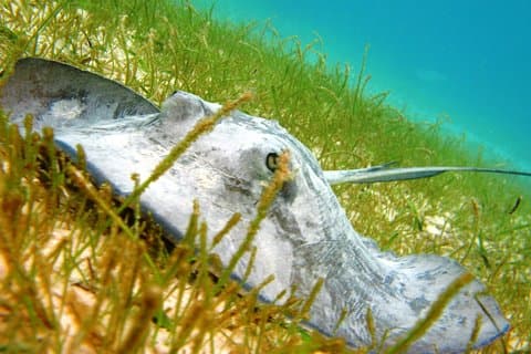 Cenote og Akumal Snorkel