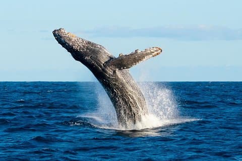 Avistamiento de ballenas para grupos pequeños con biólogo marino en Cabo San Lucas