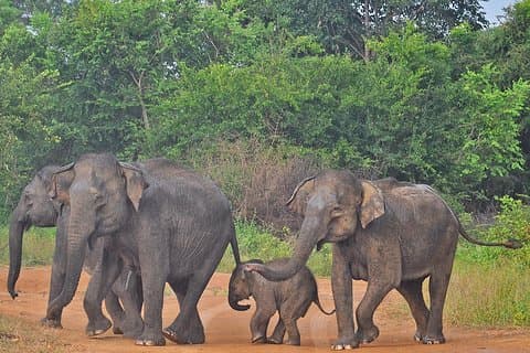Safari en el Parque Nacional Udawalawe desde Bentota