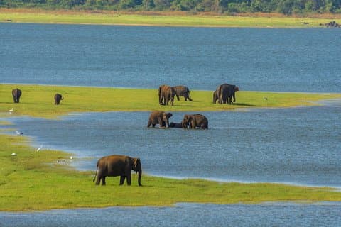 Safari nel parco nazionale di Minneriya da Habarana