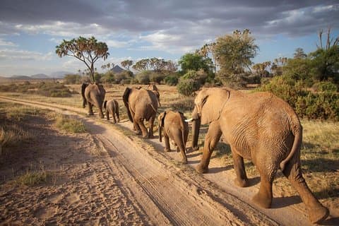 Pacchetto Safari di lusso Samburu – 3 giorni 2 notti