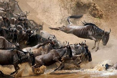 4 giorni a far parte del gruppo Safari Serengeti, Ngorongoro e Tarangire National Parks
