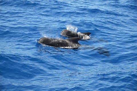 Tenerife: Observação de Baleias e Golfinhos
