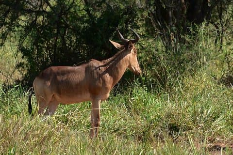 Tarangire National Park Tagesausflug