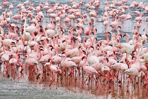 7 dager Kenya Tour Budsjett Safari