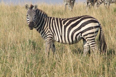2 Tage Tsavo Ost und West