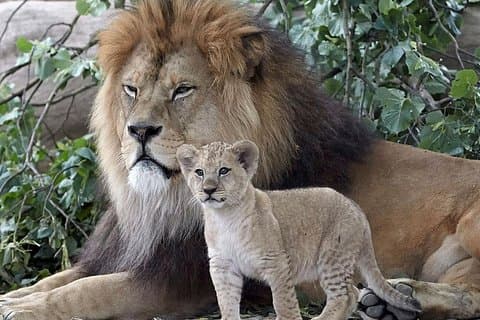 Kaapstad 3 - dag attractie tours : Safari, schiereiland, wijnproeverij