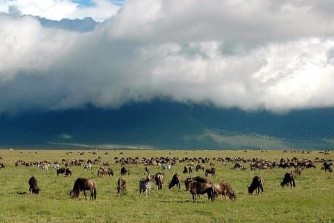 3 Days Joined Group Safari Ngorongoro,Lake Manyara and Tarangire National Park