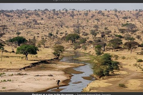 1 dag lid geworden van groepssafari naar Nationaal park Tarangire